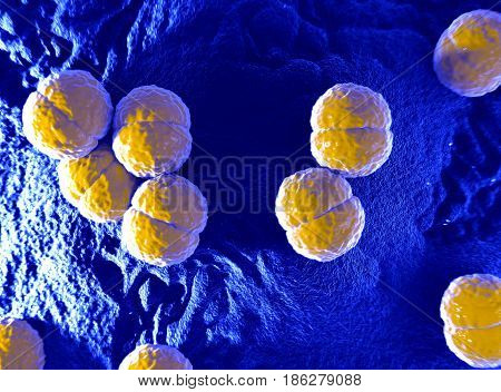 Neisseria meningitidis or meningococcus bacterium. Can cause meningitis or meningococcal disease.3d illustration