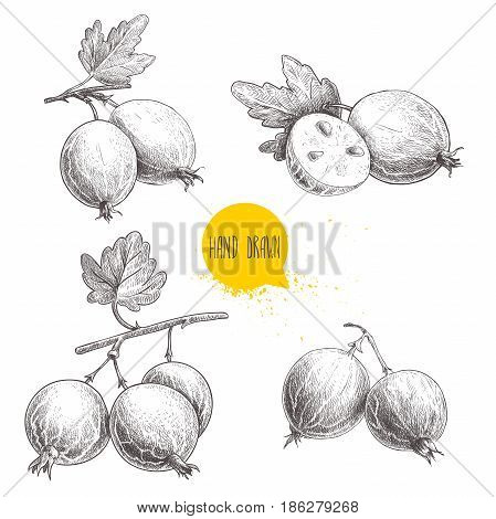 Hand drawn sketch style set of gooseberries. Gooseberries branch with leaf group of gooseberries and sliced berries. Healthy berry vector illustration isolated on white background.