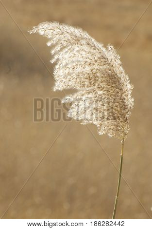 Feathergrass