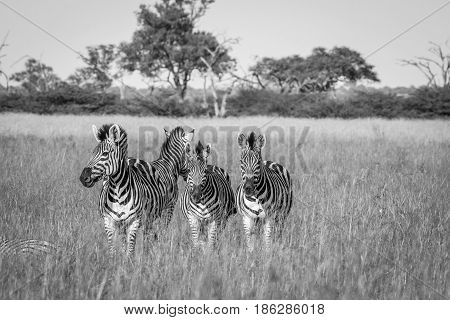 Group Of Zebras Starring At The Camera.