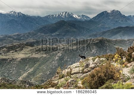 Border Collie On Rocky Outcrop Looking Over Mountains In Corsica
