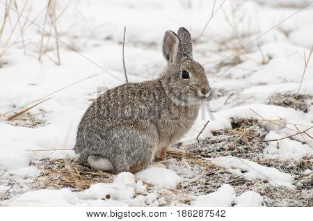 Mountain Cottontail Rabbit On Snow With Dead Grass As Forage