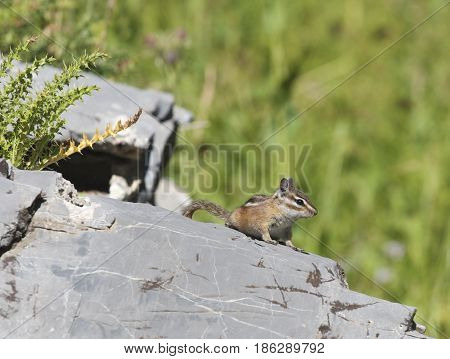 Least Chipmunk on gray rocks with grass background