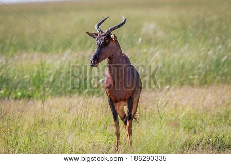 Tsessebe Looking At The Camera In Chobe.