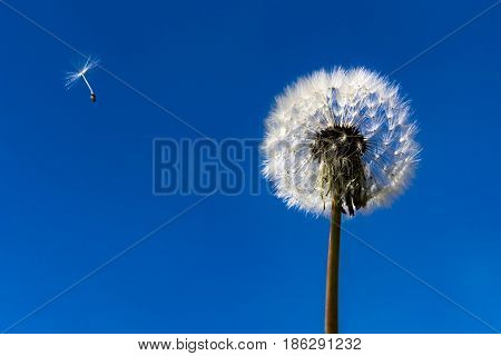 Dandelion. Dandelion fluff. Dandelion tranquil abstract close-up art background. Clear blue sky. Flying fluff.
