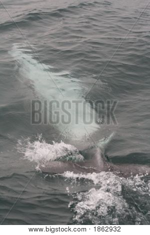 Delphin