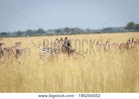 Two Zebras Bonding In Chobe.