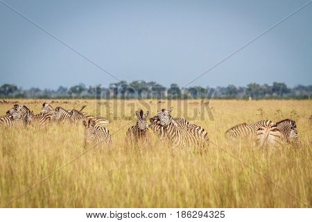 Two Zebras Bonding In Chobe.