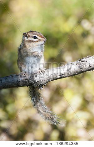 Siberian chipmunk standing on tree limb with green background