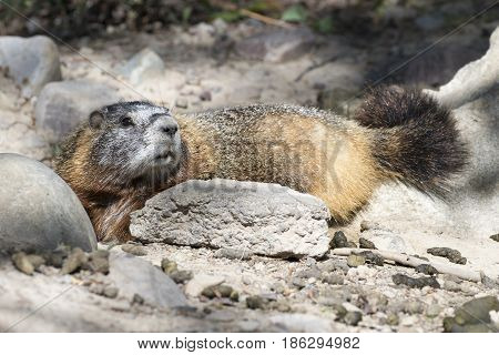 Yellow-bellied Marmot Lying At Burrow With Scat In Foreground