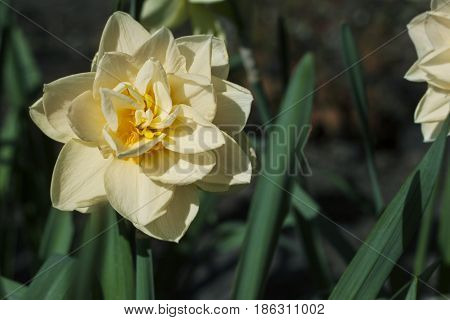 Yellow daffodil on a flower bed in the park