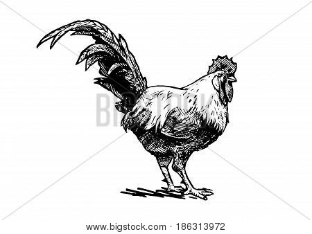Vector hand drawn illustration of in vintage engraved style. Black and white isolated on white.
