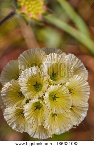 Scabiosa Prolifera