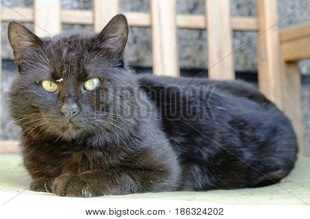 Black homeless cat with green eyes .