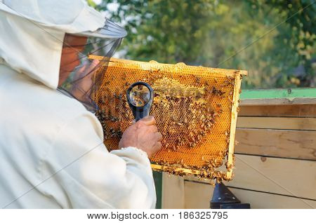 Beekeeper consider bees in honeycombs with a magnifying glass. Apiculture