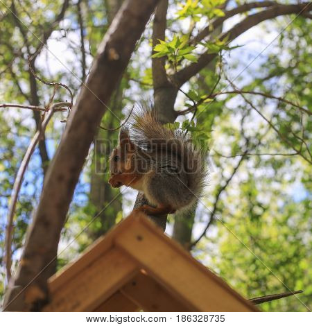 Squirrel on a branch eating nut. Wild animal in nature