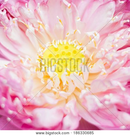 Pink Lotus