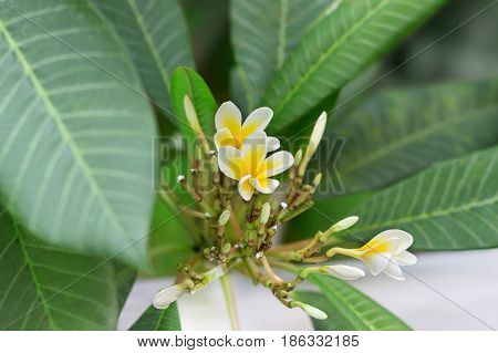 Blossoming of mango tree Mango flower consists of 5 petals of white on the edges and yellow at the center of the helical shape
