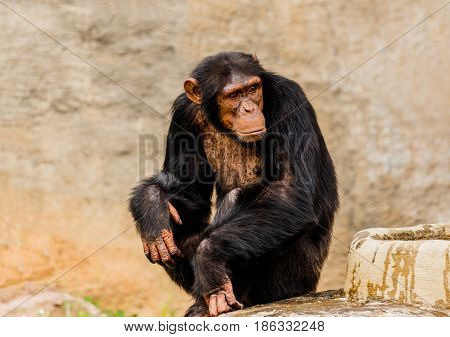 The portrait of black chimpanzee  in nature.