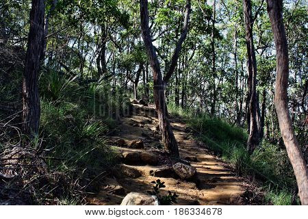 Forest Way At Ngungun Glass House Mountains National Park