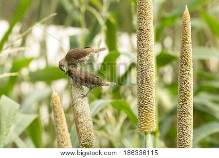 Ricebird Eating Sorghum Plant