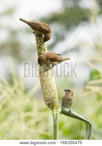 Ricebird Eating Sorghum Plant