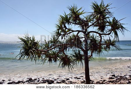 Pandanus Trees
