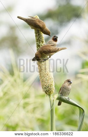 Ricebird Eating Sorghum Plant
