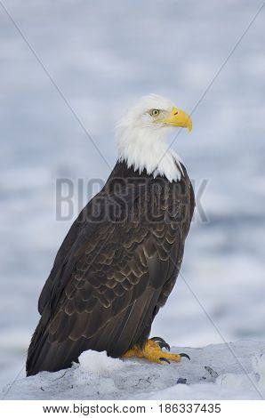 Alaskan Bald Eagle
