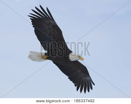 Alaskan Bald Eagle