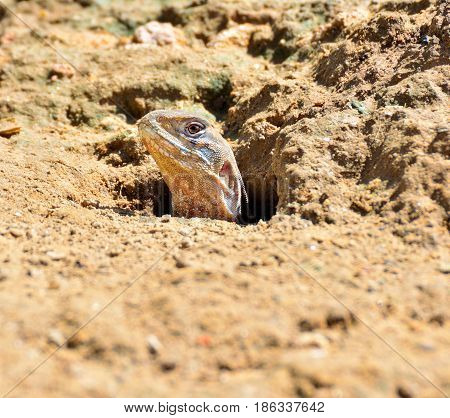 Butterfly lizards or Small-scaled lizards Rising from the hole.