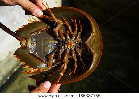 Close up of fresh Horseshoe Crab tip over on the the hand.