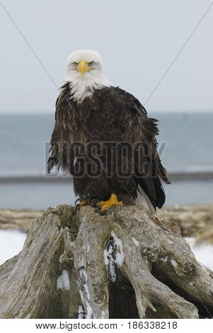 Alaskan Bald Eagle
