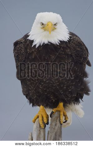 Alaskan Bald Eagle on log with blue background