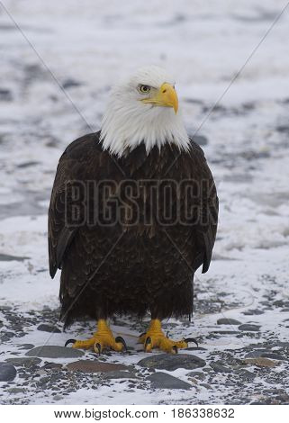 Alaskan Bald Eagle