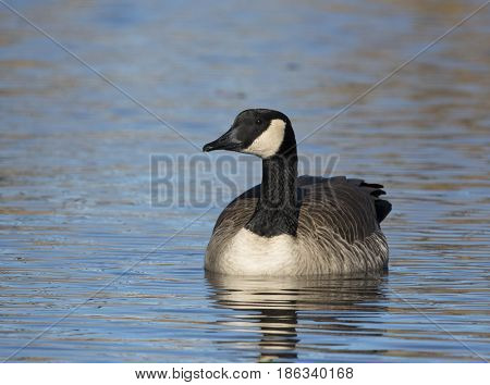 Canada goose floating on blue water looking to side
