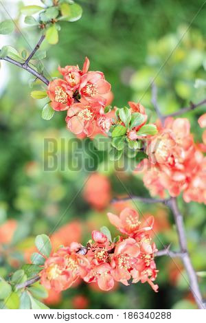 beautiful orange Chaenomeles on a green background