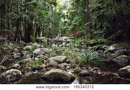 Mountain Brook In Kondalilla National Park
