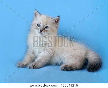 Small siberian neva masquerade colorpoint kitten on blue background