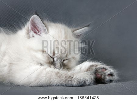 Small siberian neva masquerade colorpoint kitten to sleeps