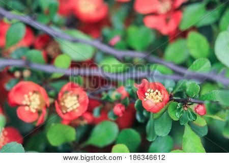 Decorative tree Japanese quince on a green background
