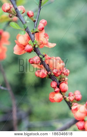 Decorative bush Japanese quince on a green background