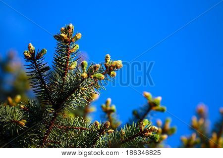 Young green shoots of spruce branches and sunny blue sky