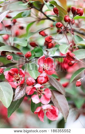 Blossoming buds of pink cherry blossoms on a gray background