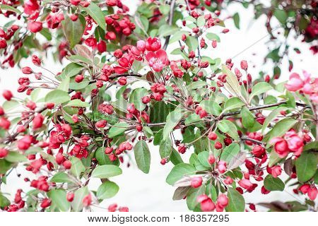 Large inflorescence of pink sakura on a white background