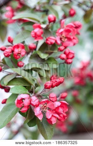 Bright pink sakura flowers on a green background