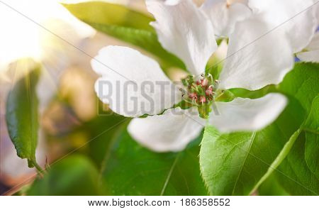 Apple Blossoms
