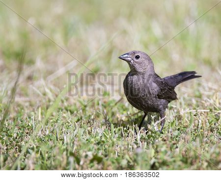 Brown-headed cowbird on grass background in refuge