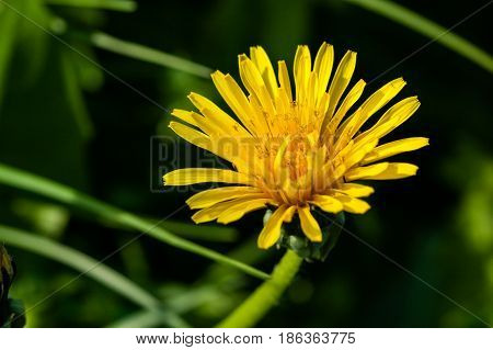 Macro of yellow dandelions on which close up