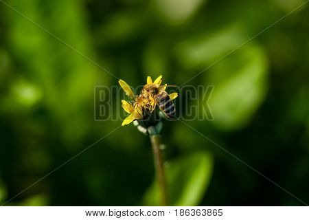 Macro Of Yellow Dandelions On Which Sits A Wasp